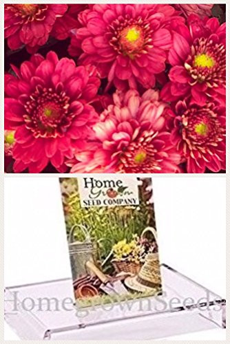 Homegrown Packet Chrysanthemum Seeds, Seeds, Pink Mix Mum (135)