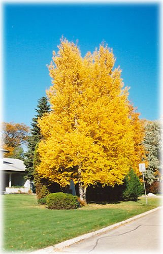 50 Seeds of Betula papyrifera. Paper Birch