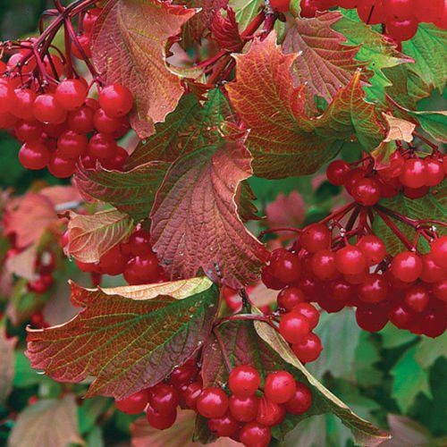 30 Seeds of Viburnum trilobum, American Highbush Cranberry