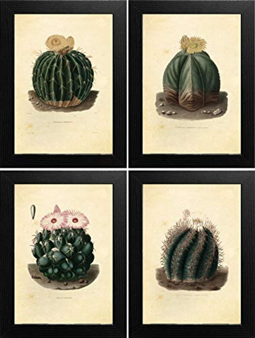 Ink Inc. Cactus Botanical Prints Vintage Wall Art Drawing, Set of 4, 8x10, Unframed Ink Inc. Cactus Botanical Prints Vintage Wall Art Drawing, Set of 4, 8x10, Unframed