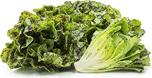 Freckles Romaine Lettuce Seeds, 1000+ Premium Organic Heirloom Seeds, (Isla's Garden Seeds), Non GMO, 85% Germination, Highest Quality! Freckles Romaine Lettuce Seeds, 1000+ Premium Organic Heirloom Seeds, (Isla's Garden Seeds), Non GMO, 85% Germination, Highest Quality!