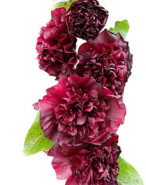 Double BlackBerry Hollyhock Seeds (Alcea Rosea) 50 Seeds UPC 600188191486 + 2 Plant Markers Double BlackBerry Hollyhock Seeds (Alcea Rosea) 50 Seeds UPC 600188191486 + 2 Plant Markers