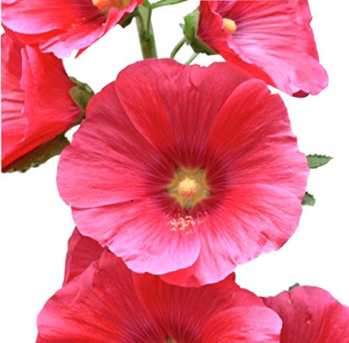 Ruby Halo Hollyhock Seeds (Alcea Rosea) Seeds UPC 600188194883 + 1 Plant Marker (50)