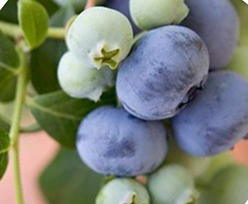 Bluecrop Blueberry Seeds UPC 600188197525 + 1 Free Plant Markers (150)
