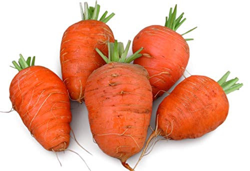 Oxheart Carrot Seeds Seeds UPC 600188197617 +1 Plant Marker (600)