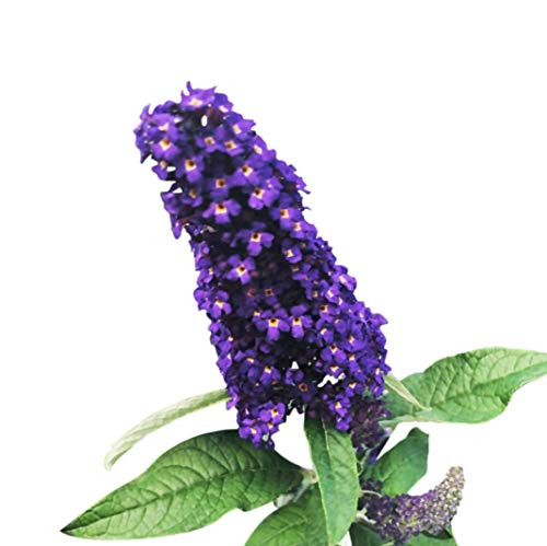 Butterfly Bush Seeds (Buddleia davidii) Fragrant + 1 Free Plant Marker (200)
