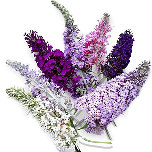 Butterfly Bush Seeds (Buddleia davidii) Mixed + 1 Free Plant Marker (200)
