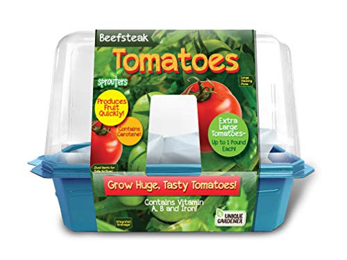 Grow Your Own Tomato Plants - Everything You Need to Sprout Fresh Extra Large Juicy Tomatoes - Each Can Weight Up to 1 Lb