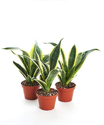 Shop Succulents | Live Sanseveria Trifaciata 'Superba' House Plants in 4" Grow Pots | Collection of 3