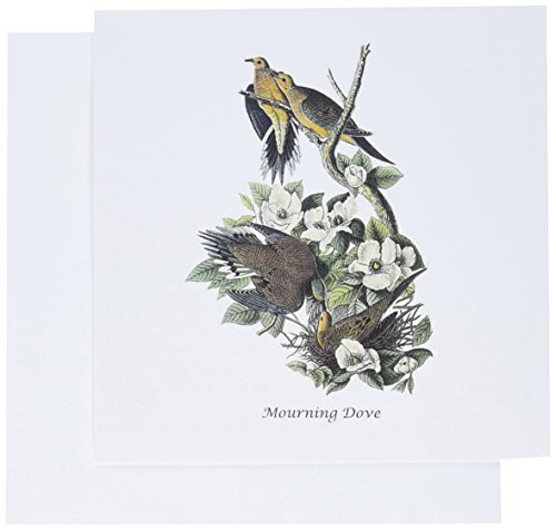 3dRose Mourning Dove by John James Audubon - Greeting Cards, 6 x 6 inches, set of 6 (gc_114067_1)