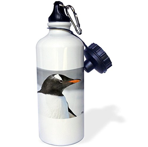 3dRose wb_10518_1 Portrait of the head Gentoo penguin - Sports Water Bottle, 21 oz, White
