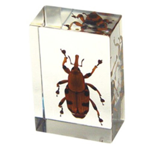 REALBUG Bamboo Weevil Paperweight (1 1/8 x 1 3/4 x 3/4)