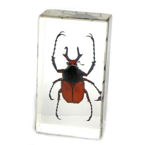 REALBUG Antler Horned Beetle Paperweight (2.9x1.6x1)