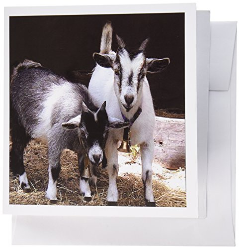 3dRose Pygmy Goat - Greeting Cards, 6 x 6 inches, set of 6 (gc_1068_1)