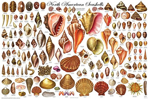 Laminated North American Shells Educational Science Chart Poster Laminated Poster 36 x 24in