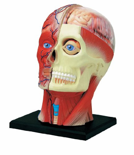 TEDCO Learn About Human Anatomy - Head with 14 Detachable Parts & Stand (Age 8+)