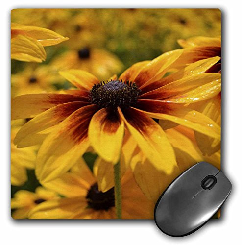 3dRose LLC 8 x 8 x 0.25 Inches Mouse Pad, Beautiful Red/Yellow/Black Eyed Susan Flowers (mp_36169_1)