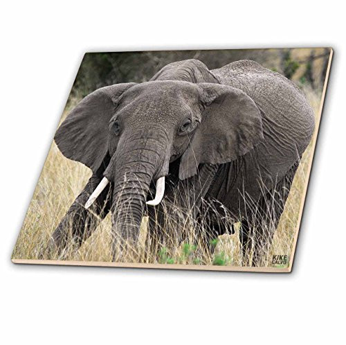 3dRose ct_9895_2 African Elephant, Loxodonta Africana, Masai Mara National Park Kenya Africa-Ceramic Tile, 6-Inch 3dRose ct_9895_2 African Elephant, Loxodonta Africana, Masai Mara National Park Kenya Africa-Ceramic Tile, 6-Inch
