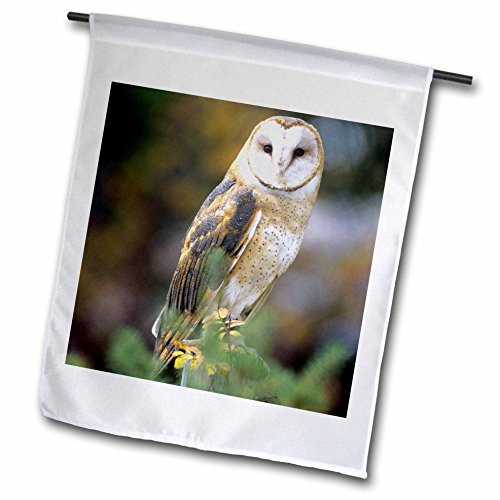3dRose fl_84070_1 Barn Owl on a Fence Post-Na02 Jal0000-John Alves Garden Flag, 12 by 18-Inch