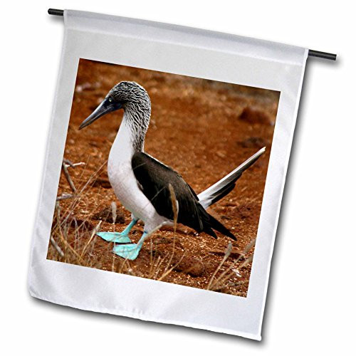 3dRose fl_86208_1 Ecuador, Galapagos Islands, Blue Footed Booby Colony-Sa07 Kwi0126-Kymri Wilt Garden Flag, 12 by 18-Inch 3dRose fl_86208_1 Ecuador, Galapagos Islands, Blue Footed Booby Colony-Sa07 Kwi0126-Kymri Wilt Garden Flag, 12 by 18-Inch