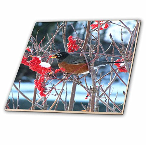 3dRose ct_16889_4 Robin in The Mountain Ash Tree 2 Ceramic Tile, 12"