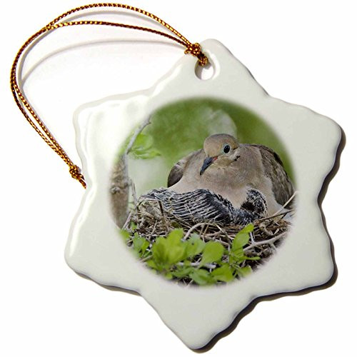3dRose ORN_84307_1 Mourning Dove, Bird, Rio Grande Valley, Texas NA02 RNU0193 Rolf Nussbaumer Snowflake Ornament, Porcelain, 3" 3dRose ORN_84307_1 Mourning Dove, Bird, Rio Grande Valley, Texas NA02 RNU0193 Rolf Nussbaumer Snowflake Ornament, Porcelain, 3"