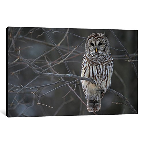 iCanvasART 1-Piece Barred Owl on Branches Canvas Print by Unknown Artist, 40" x 26"