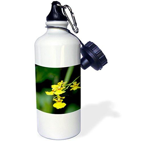 3dRose wb_74043_1"Singapore, Dancing Lady orchid flower-AS32 CMI0072 Cindy Miller Hopkins" Sports Water Bottle, 21 oz, White 3dRose wb_74043_1"Singapore, Dancing Lady orchid flower-AS32 CMI0072 Cindy Miller Hopkins" Sports Water Bottle, 21 oz, White