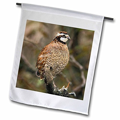 3dRose fl_83562_1 Male Northern Bobwhite Bird-Na02 Aje0234-Adam Jones Garden Flag, 12 by 18-Inch