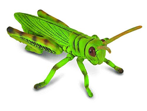 CollectA Insects Grasshopper Toy Figure - Authentic Hand Painted Model