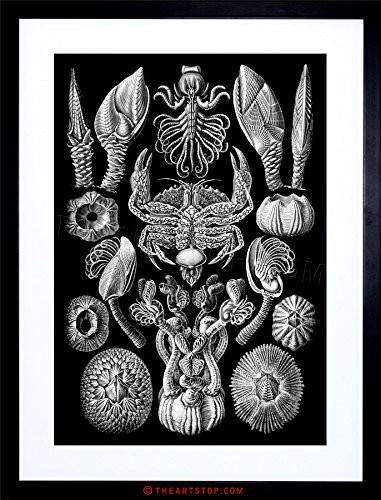 Wee Blue Coo The Art Stop Painting Haeckel Plate 57 KUNSTFORMEN Natur Cirripedia Framed Print F12X2053