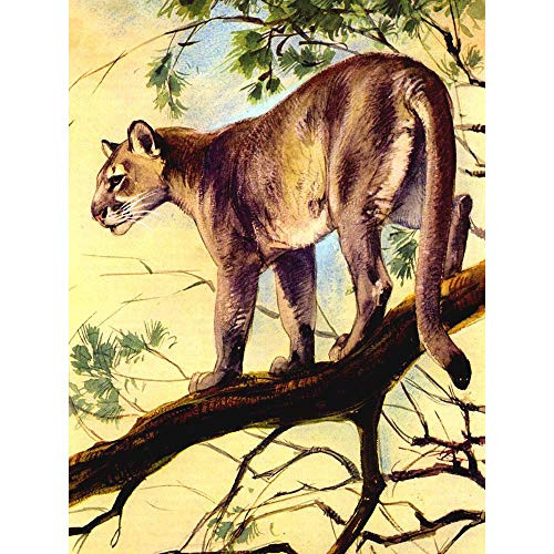 Wee Blue Coo Painting Puma Cougar Mountain Lion Cat Unframed Wall Art Print Poster Home Decor Premium Wee Blue Coo Painting Puma Cougar Mountain Lion Cat Unframed Wall Art Print Poster Home Decor Premium