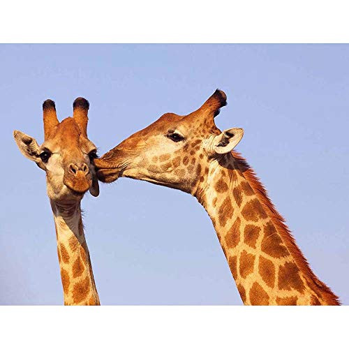 Wee Blue Coo Giraffe Kissing Animal Nature Unframed Wall Art Print Poster Home Decor Premium