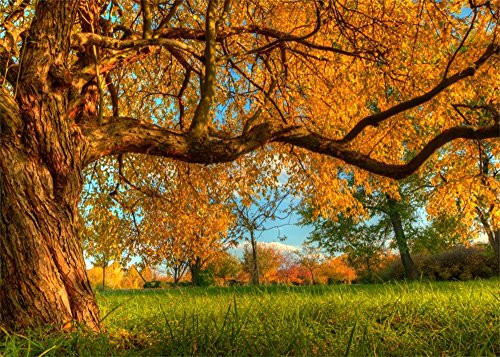 Leowefowa 10X8FT Autumn Backdrop Nature Forest Golden Leaves Fall Backdrops for Photography Green Grass Field Rural Vinyl Photo Background Kids Adults Studio Props Leowefowa 10X8FT Autumn Backdrop Nature Forest Golden Leaves Fall Backdrops for Photography Green Grass Field Rural Vinyl Photo Background Kids Adults Studio Props