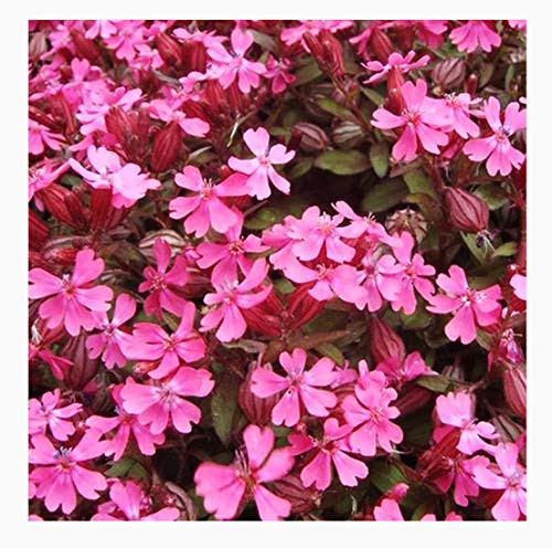 Catchfly Nodding Pendula Flower Seeds - 1,800+ Seeds