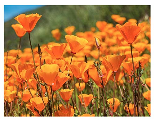 Marde Ross & Company California Poppy Seeds - State Flower, Golden Orange Poppy Re-Seeds - 5 Oz.