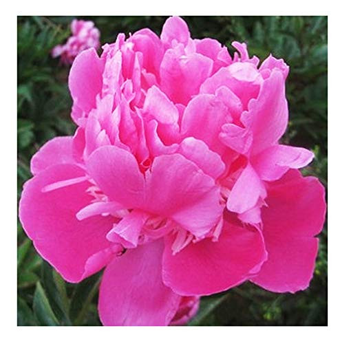 Peony Rose Rink Edulis Superba Peony - Double Pink Bare Root 3-5 Eyes