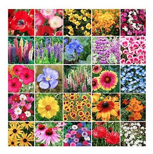 Northwest Pacific Wildflower Seed Mix - Annuals and Perennials - 1 Oz.