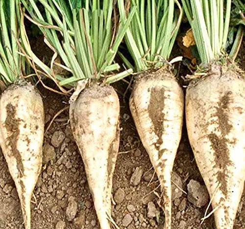 1 lb (25,000+ Seeds) Sugar Beet Seed - Sweet White Beet, Grown for Sugar Production - 90-100 Days Until Harvest - Non-GMO Seeds by MySeeds.Co (1 lb Sugar Beet)