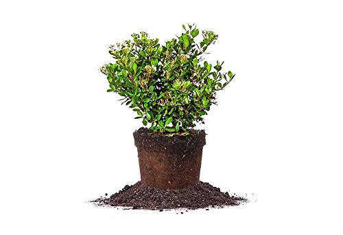 MRS. SCHILLER'S Delight Viburnum - Size: 1 Gallon, Live Plant, Includes Special Blend Fertilizer & Planting Guide