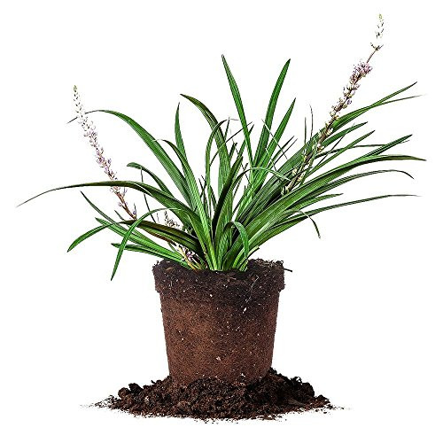 Super Blue LIRIOPE - Size: 1 Gallon, Live Plant, Includes Special Blend Fertilizer & Planting Guide