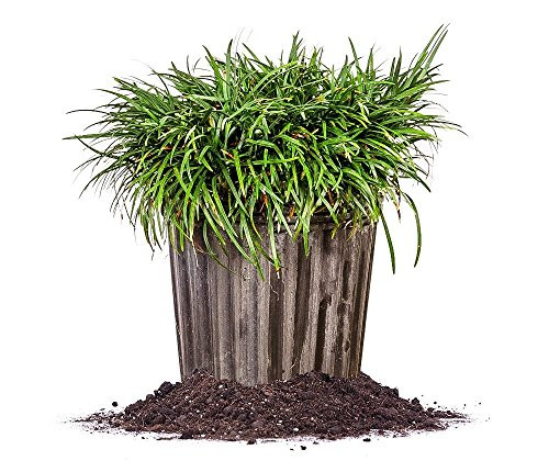 Dwarf Mondo Grass - Size: 1 Gallon, Live Plant, Includes Special Blend Fertilizer & Planting Guide