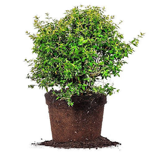 Edward Goucher ABELIA - Size: 1 Gallon, Live Plant, Includes Special Blend Fertilizer & Planting Guide Edward Goucher ABELIA - Size: 1 Gallon, Live Plant, Includes Special Blend Fertilizer & Planting Guide