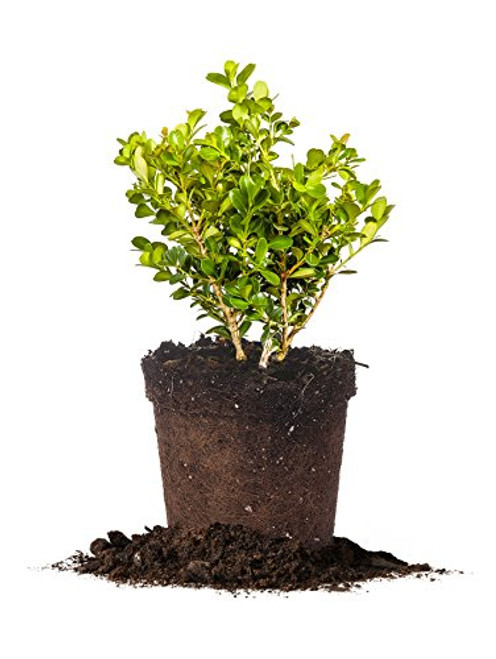 Perfect Plants Japanese Boxwood Live Plant, 1 Gallon, Includes Care Guide