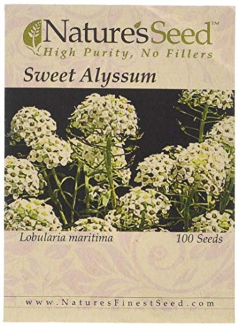 Sweet Alyssum Seeds (1 Pack)