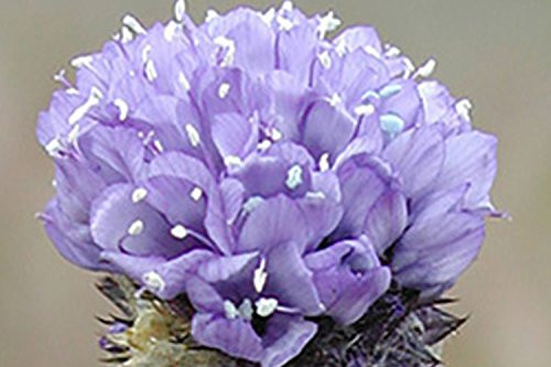 Nature's Seed Globe Gilia Seeds (1 Pack) Nature's Seed Globe Gilia Seeds (1 Pack)