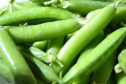 25 Sugar Snap Pea Seeds Pisum Sativum by RDR Seeds