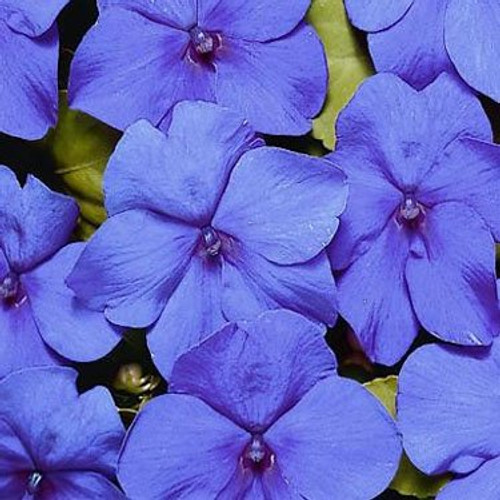 Outsidepride Impatiens Blue Flower Seeds - 100 Seeds