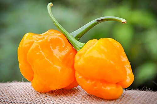 MOA Yellow Scotch Bonnet Hot Pepper Premium Seed Packet + More