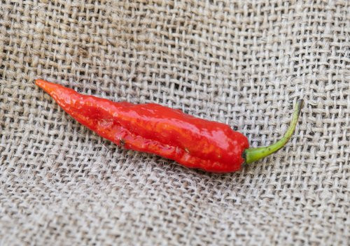 Ghost Pepper Bhut Jolokia Heirloom Pepper Premium Seed Packet + More